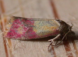 Evening-primrose Cochylid